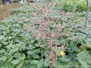 유병욱님의 벼 · 영농일지 작성글 사진