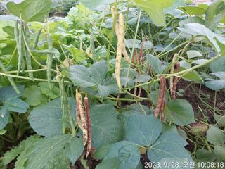 유병욱님의 벼 · 영농일지 작성글 사진