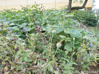 유병욱님의 벼 · 영농일지 작성글 사진