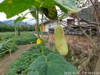 유병욱님의 벼 · 영농일지 작성글 사진