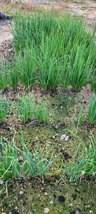 이경희님의 기타작물 · 병해충상담 작성글 사진