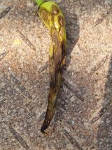 팜모닝 고추·병해충상담 게시글 이미지