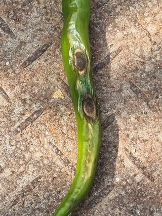 호미대장님의 고추 · 병해충상담 작성글 사진