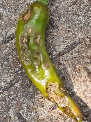 호미대장님의 고추 · 병해충상담 작성글 사진