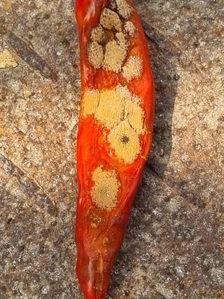 호미대장님의 고추 · 병해충상담 작성글 사진