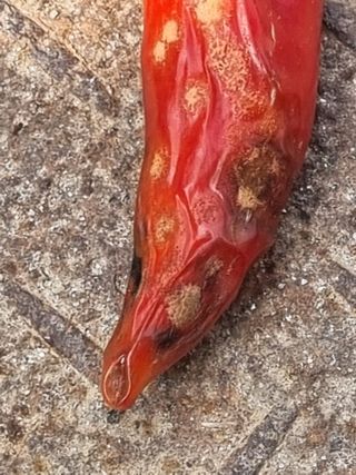 호미대장님의 고추 · 병해충상담 작성글 사진