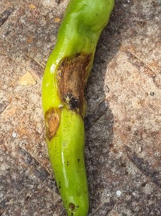 호미대장님의 고추 · 병해충상담 작성글 사진