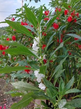 안길원님의 자유주제 · 사진전 작성글 사진