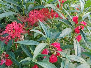 안길원님의 자유주제 · 사진전 작성글 사진