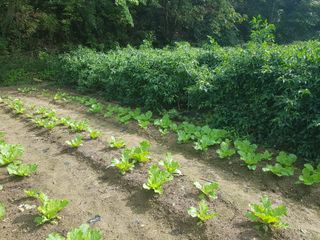 당근한개님의 기타작물 · 자유게시판 작성글 사진