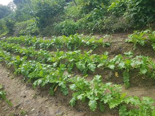 당근한개님의 기타작물 · 자유게시판 작성글 사진