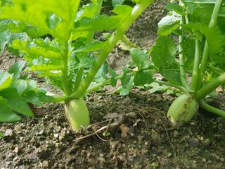 당근한개님의 기타작물 · 자유게시판 작성글 사진