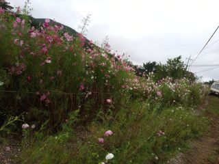 금돌비학님의 ↑ 윷놀이 하고 추석덕담 하기 · 참여글 작성글 사진