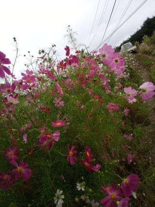 금돌비학님의 ↑ 윷놀이 하고 추석덕담 하기 · 참여글 작성글 사진