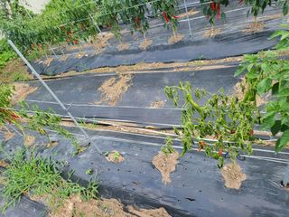 정병우님의 고추 · 병해충상담 작성글 사진