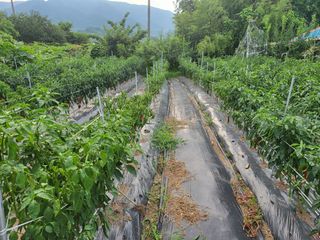 정병우님의 고추 · 병해충상담 작성글 사진