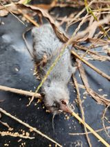 팜모닝 고구마·영농일지 게시글 이미지