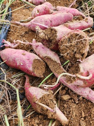 박병한님의 고구마 · 영농일지 작성글 사진