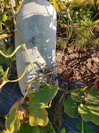 뭘이런걸다님의 ↑ 윷놀이 하고 추석덕담 하기 · 참여글 작성글 사진