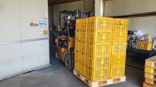 형설농원 정순정님의 배 · 수확 작성글 사진