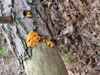 귀농은어렵다.님의 자유주제 · 자유게시판 작성글 사진