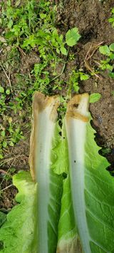 팜모닝 배추·병해충상담 게시글 이미지