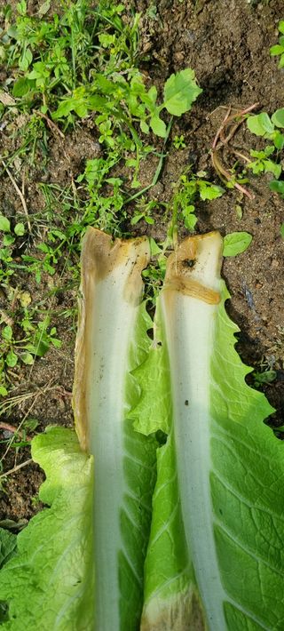 맹철영님의 배추 · 병해충상담 작성글 사진