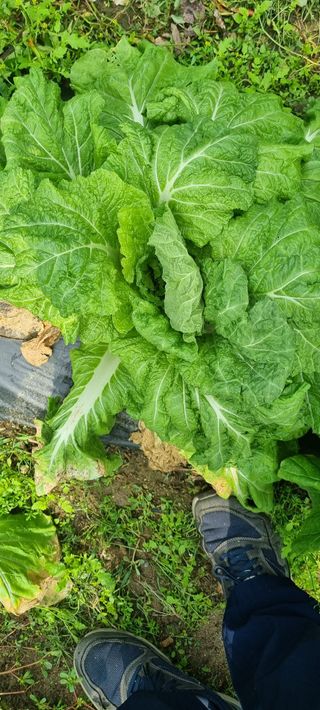 맹철영님의 배추 · 병해충상담 작성글 사진