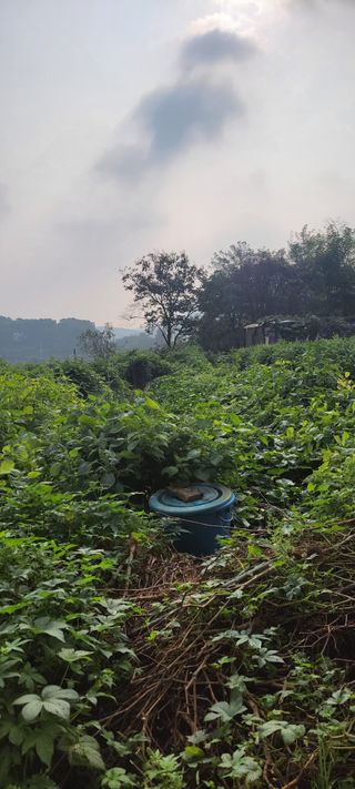 윤석돈님의 콩 · 병해충상담 작성글 사진