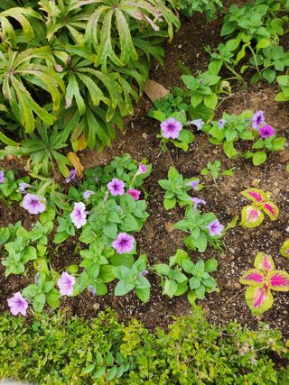 마늘18576님의 ↑ 윷놀이 하고 추석덕담 하기 · 참여글 작성글 사진