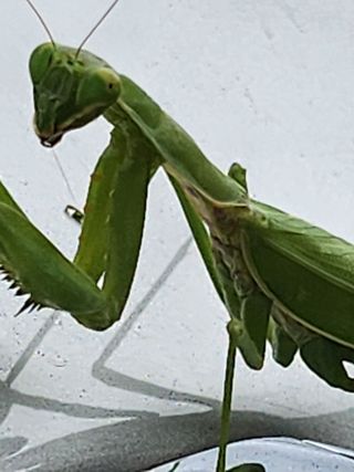 마늘18576님의 ↑ 윷놀이 하고 추석덕담 하기 · 참여글 작성글 사진