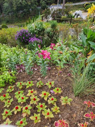 마늘18576님의 ↑ 윷놀이 하고 추석덕담 하기 · 참여글 작성글 사진