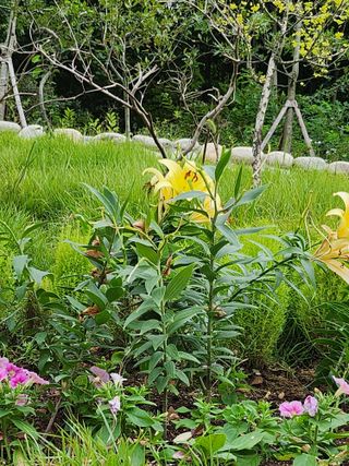 마늘18576님의 ↑ 윷놀이 하고 추석덕담 하기 · 참여글 작성글 사진