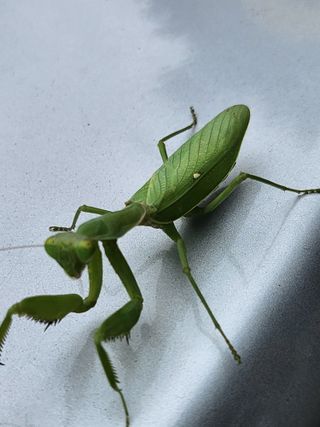 마늘18576님의 ↑ 윷놀이 하고 추석덕담 하기 · 참여글 작성글 사진