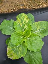 팜모닝 배추·병해충상담 게시글 이미지