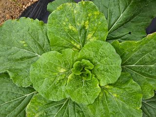 고추10614님의 배추 · 병해충상담 작성글 사진