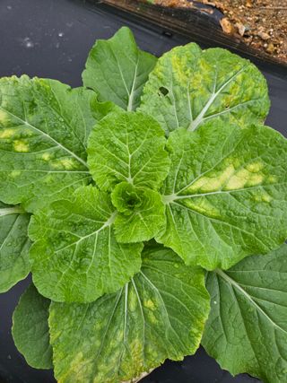 고추10614님의 배추 · 병해충상담 작성글 사진