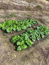 팜모닝 배추·일상 게시글 이미지