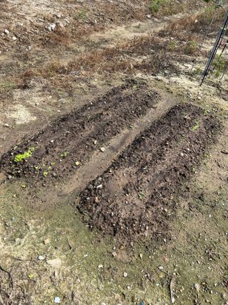 금강농원님의 배추 · 일상 작성글 사진