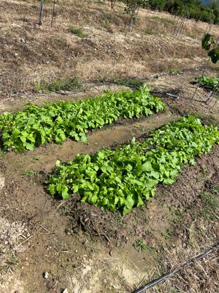금강농원님의 배추 · 일상 작성글 사진
