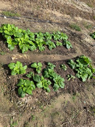 금강농원님의 배추 · 일상 작성글 사진