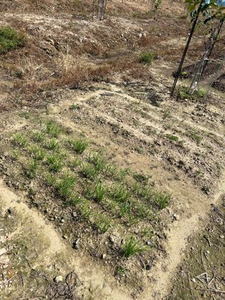 금강농원님의 배추 · 일상 작성글 사진