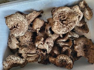 허미숙님의 ↑ 윷놀이 하고 추석덕담 하기 · 참여글 작성글 사진