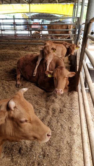김윤천님의 ↑ 윷놀이 하고 추석덕담 하기 · 참여글 작성글 사진