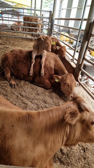 김윤천님의 ↑ 윷놀이 하고 추석덕담 하기 · 참여글 작성글 사진