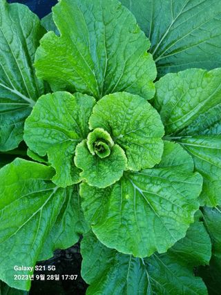 (복조리농장)김찬두님의 배추 · 병해충상담 작성글 사진