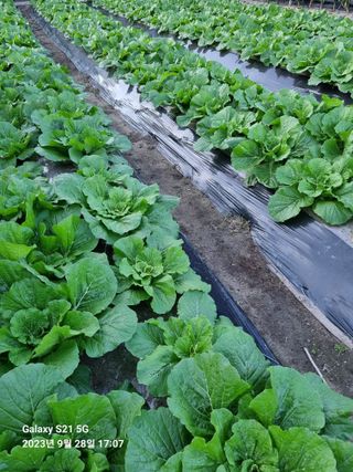 (복조리농장)김찬두님의 배추 · 병해충상담 작성글 사진