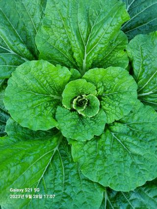 (복조리농장)김찬두님의 배추 · 병해충상담 작성글 사진