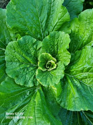 (복조리농장)김찬두님의 배추 · 병해충상담 작성글 사진