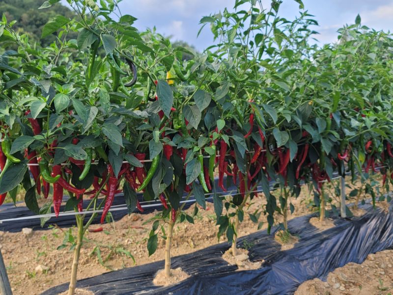 장터 상품 [건고추6kg비닐포장] 썸네일